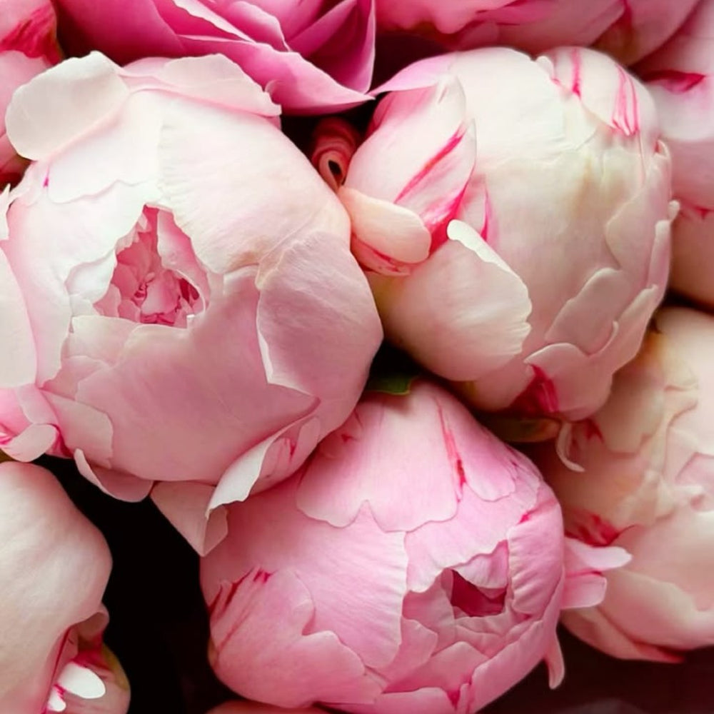 crop-1790601704647.jpg